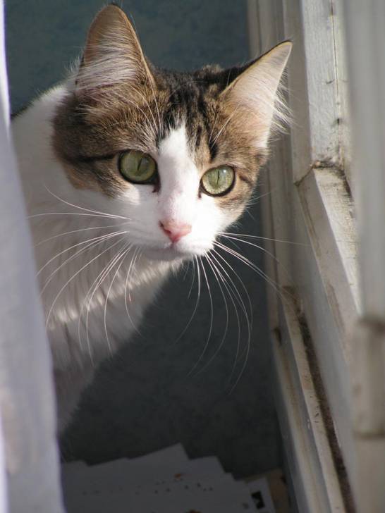 blanche -