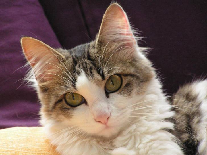 blanche -