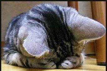 PEtit chat -