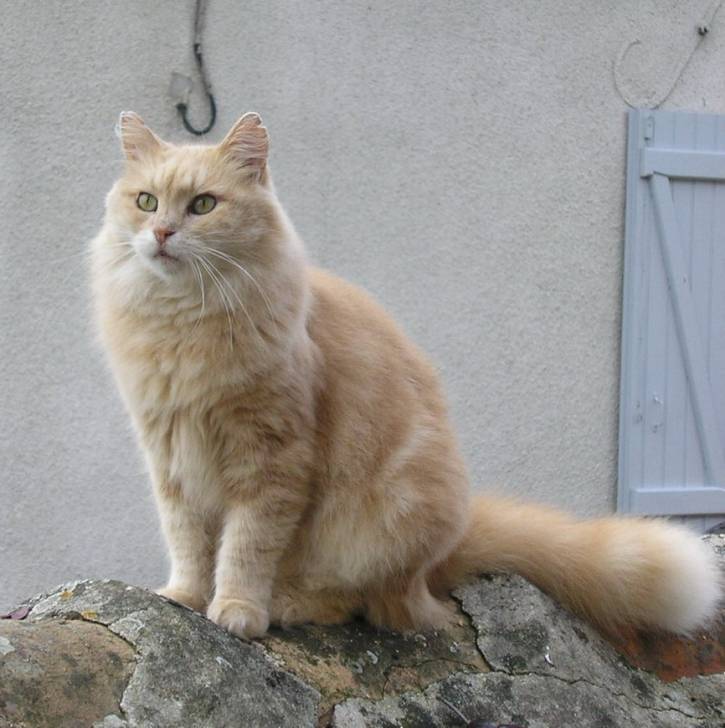 Cannelle qui pose -