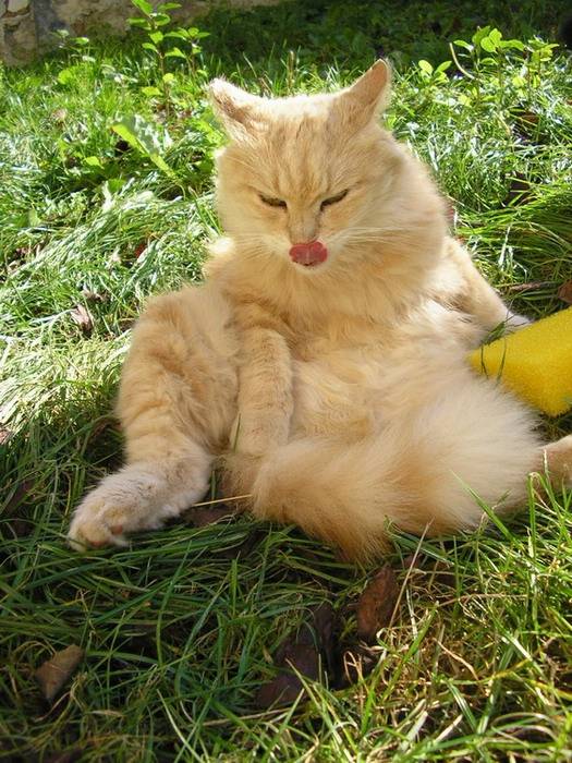 Cannelle qui se repose -