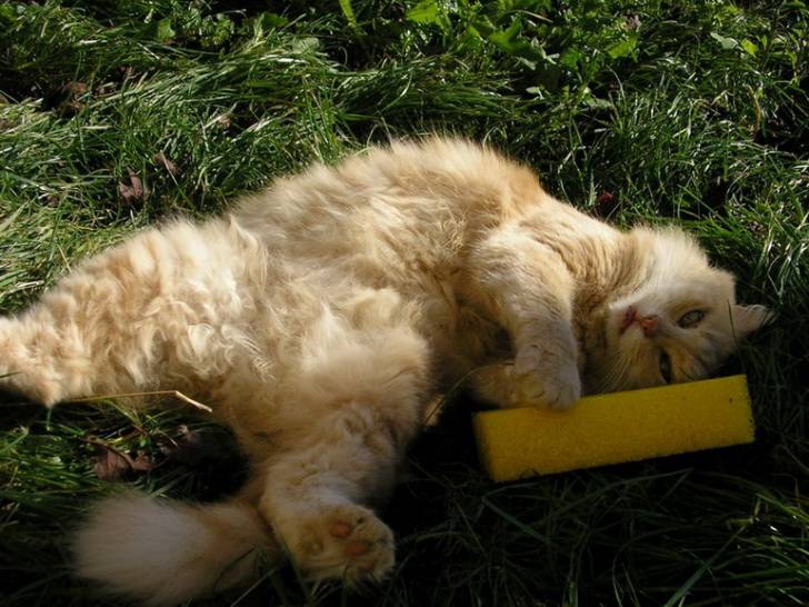 Cannelle qui joue -