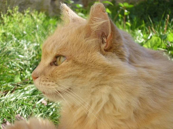 Cannelle qui pose -