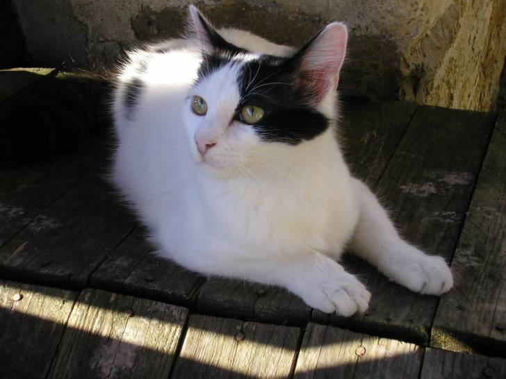 Jade qui surveille la niche -