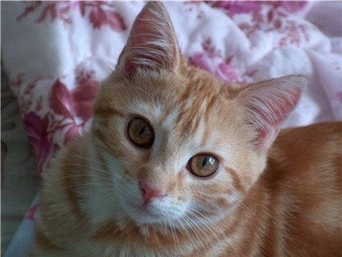 Stico -