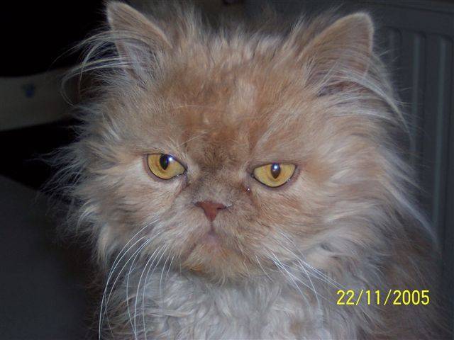 Marlowe -