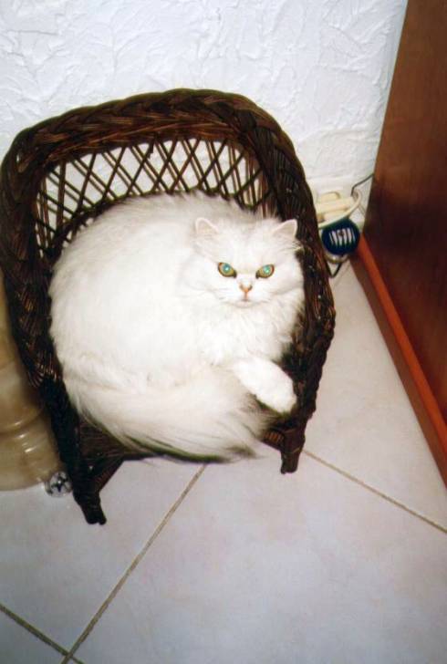 Igloo 12 ans - (12 ans)