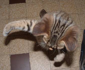 Pastis attaque..! -
