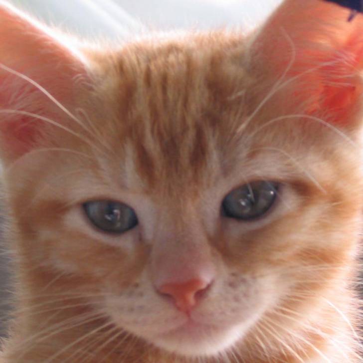 Caramel -