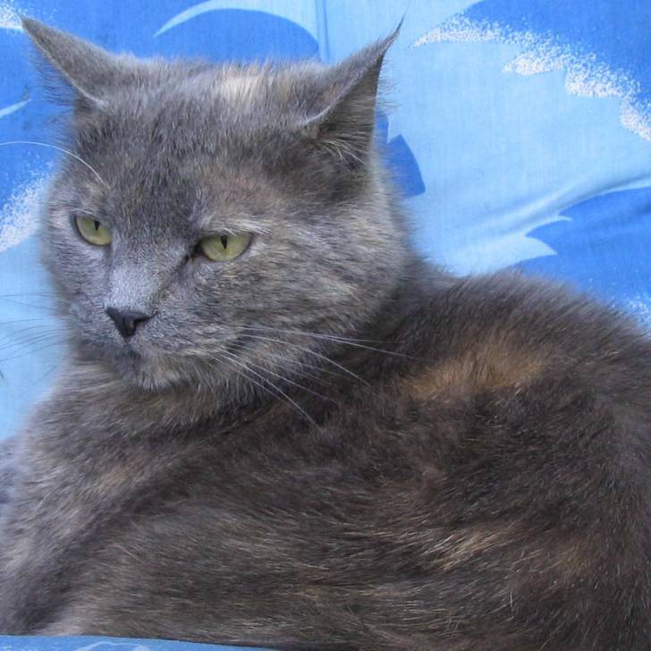 Myrtille -