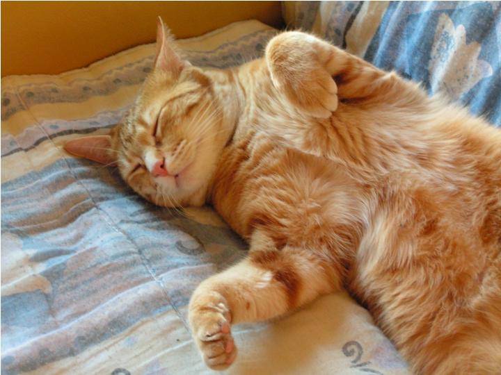 Caramel à 2 ans - (2 ans)