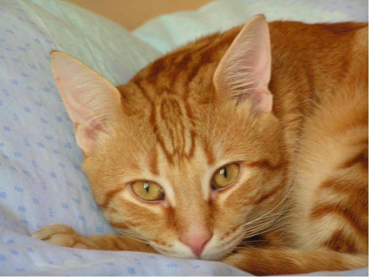 Caramel le 1er oct 04 -