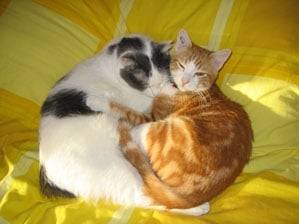 thorgal et attila -