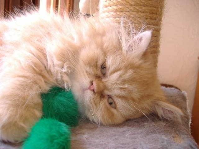 mon Tigrou à 3 mois - (3 mois)
