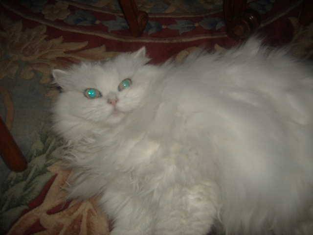 voici Igloo -