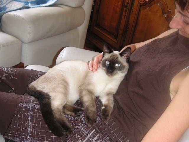 Le chat de mes rêves -