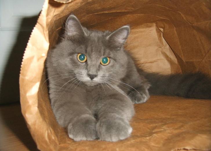dans le sac d'epicerie -