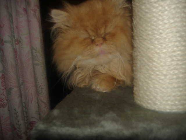 Tigrou -