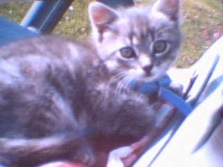Encore mon adorable minette Prunelle -