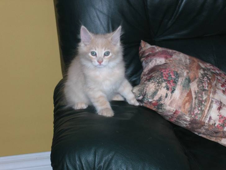 Charlie bébé (8 semaines) -