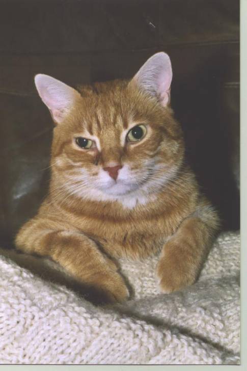 MINETTE -