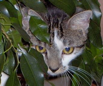 Les yeux de Basine -