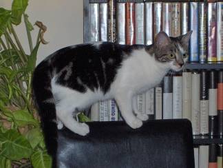 Basine sur une chaise -