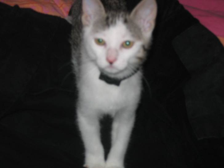 voici notre Zetla -