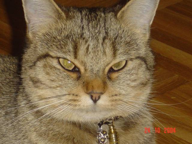 Mouskita c'est moi ! -