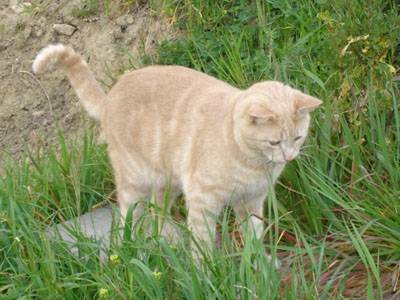 filou -
