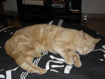 filou -