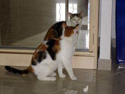nougatine -