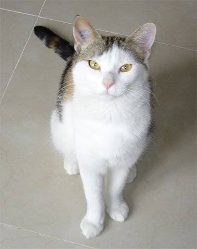 nougatine -