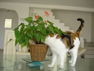 nougatine -