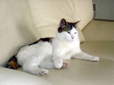 NOUGATINE -