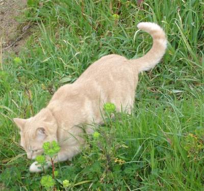FILOU -