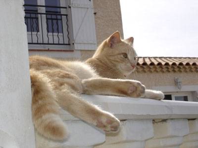 FILOU -
