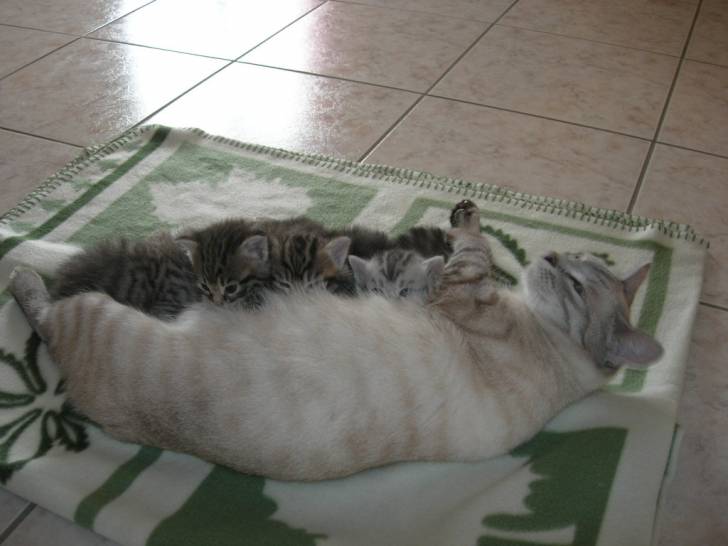 les chatons -