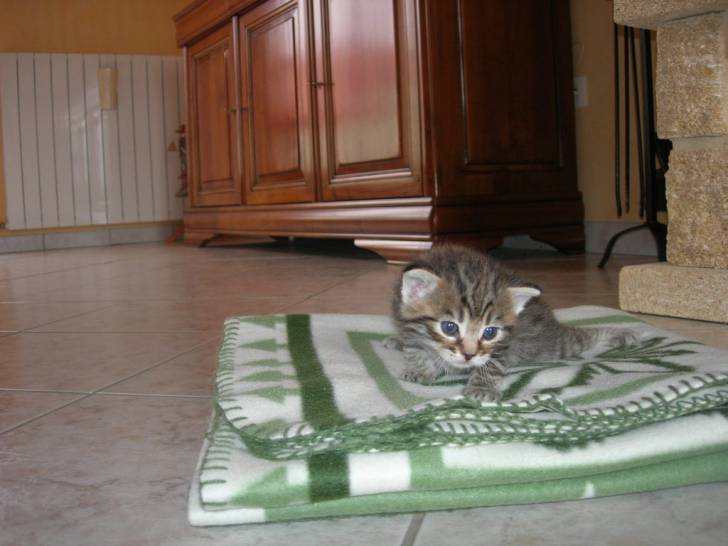 Matisse -