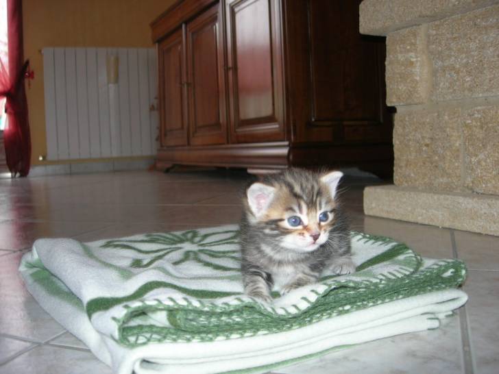 Liloo -