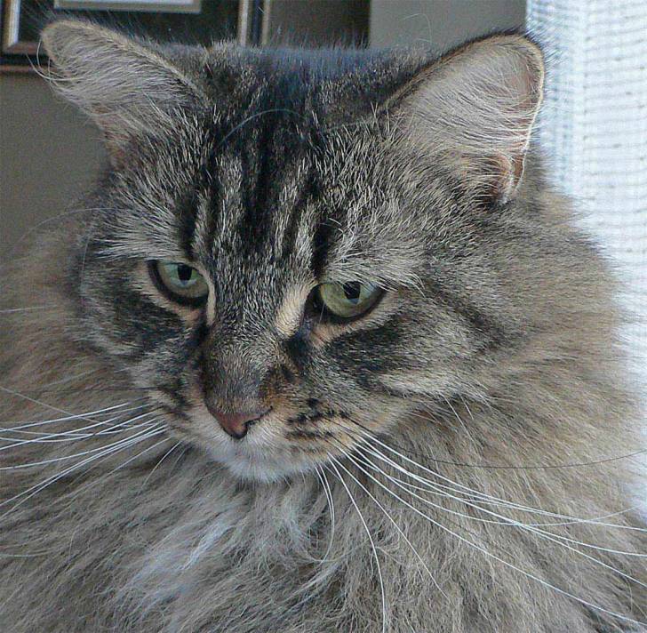 Mischa, 4 ans - (4 ans)