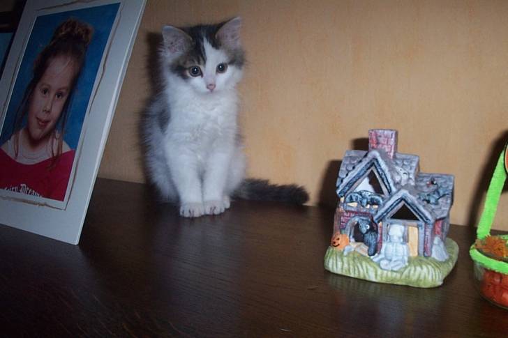 choupi -