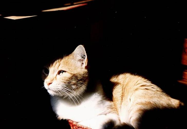 Kimie -