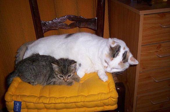 caline et féline -