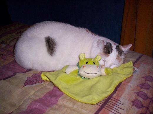 caline et son doudou -