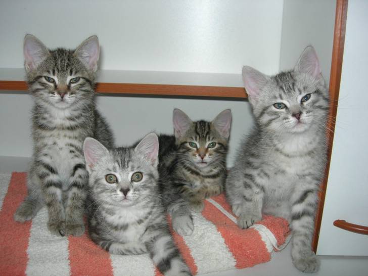 Matisse, Liloo, Mina et Isis -