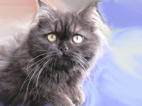 arnak le chat pitre -