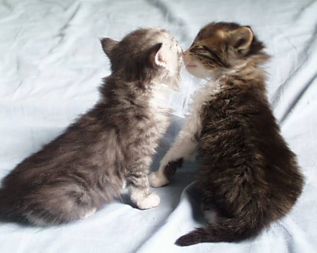 un gros bisous!! -