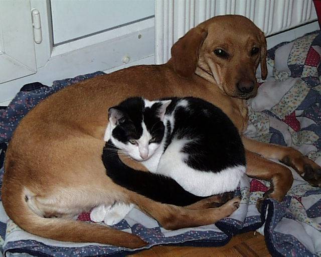 nala et vanille -