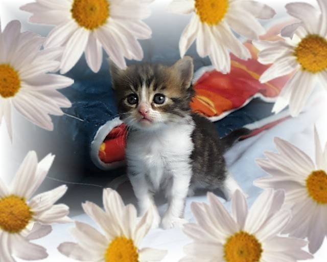 baby -